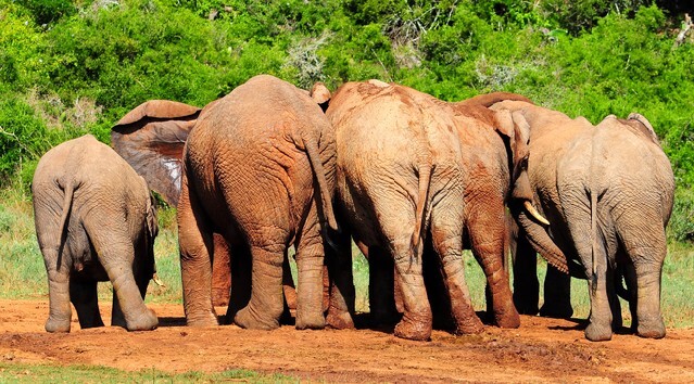 African Elephants
